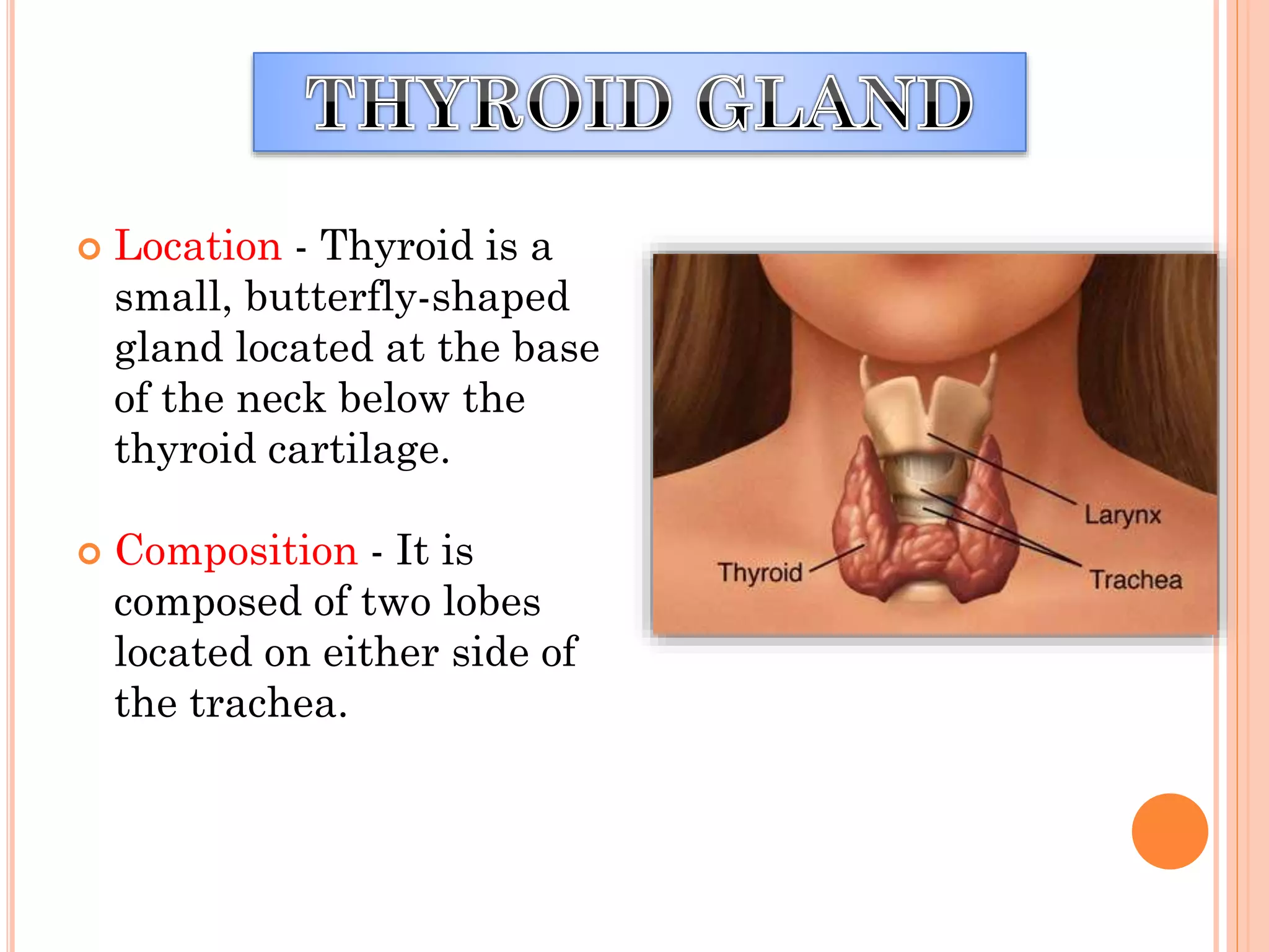  Location - Thyroid is a
small, butterfly-shaped
gland located at the base
of the neck below the
thyroid cartilage.
 Composition - It is
composed of two lobes
located on either side of
the trachea.
 