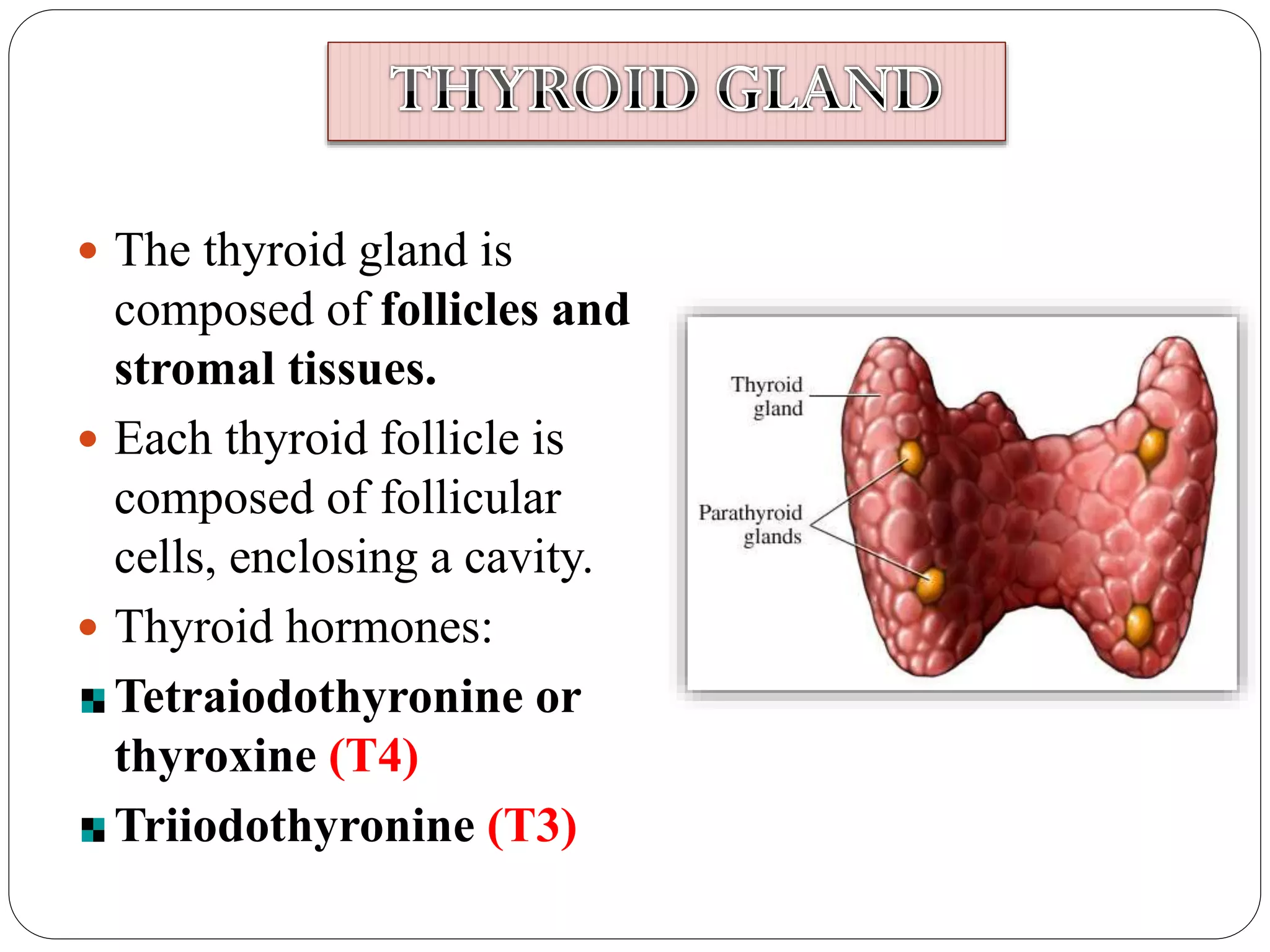  The thyroid gland is
composed of follicles and
stromal tissues.
 Each thyroid follicle is
composed of follicular
cells, enclosing a cavity.
 Thyroid hormones:
Tetraiodothyronine or
thyroxine (T4)
Triiodothyronine (T3)
 
