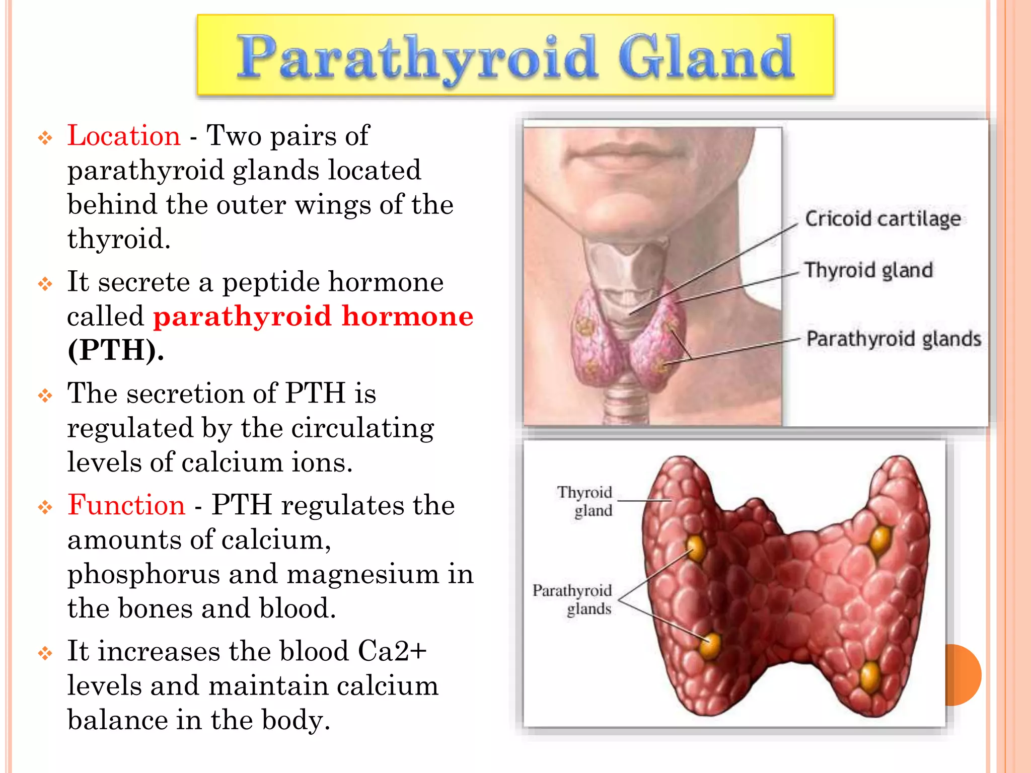  Location - Two pairs of
parathyroid glands located
behind the outer wings of the
thyroid.
 It secrete a peptide hormone
called parathyroid hormone
(PTH).
 The secretion of PTH is
regulated by the circulating
levels of calcium ions.
 Function - PTH regulates the
amounts of calcium,
phosphorus and magnesium in
the bones and blood.
 It increases the blood Ca2+
levels and maintain calcium
balance in the body.
 