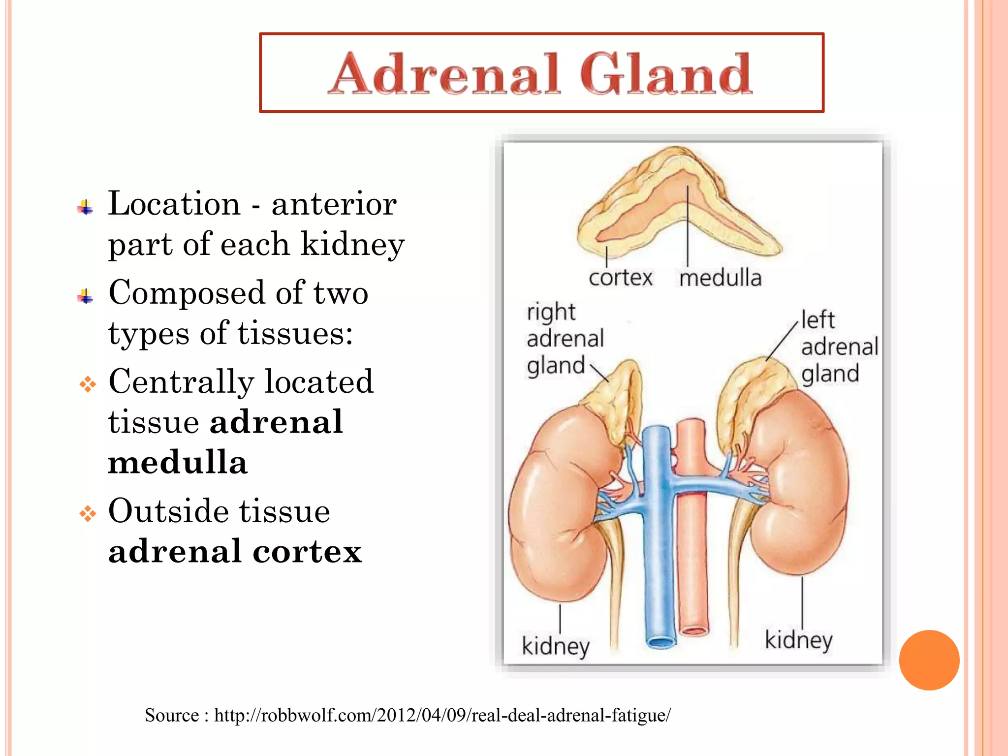 Location - anterior
part of each kidney
Composed of two
types of tissues:
 Centrally located
tissue adrenal
medulla
 Outside tissue
adrenal cortex
Source : http://robbwolf.com/2012/04/09/real-deal-adrenal-fatigue/
 