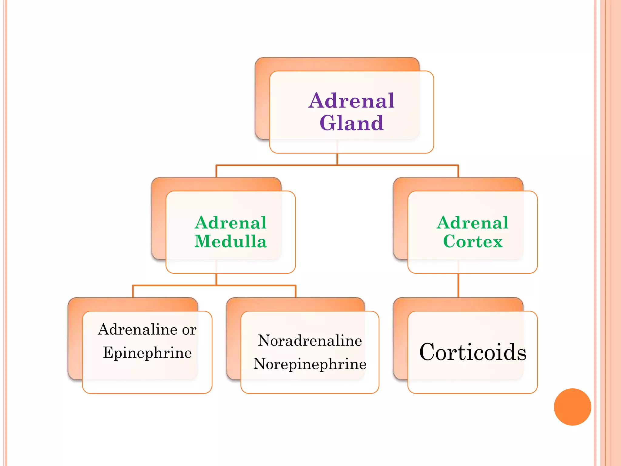 Adrenal
Gland
Adrenal
Medulla
Adrenaline or
Epinephrine
Noradrenaline
Norepinephrine
Adrenal
Cortex
Corticoids
 