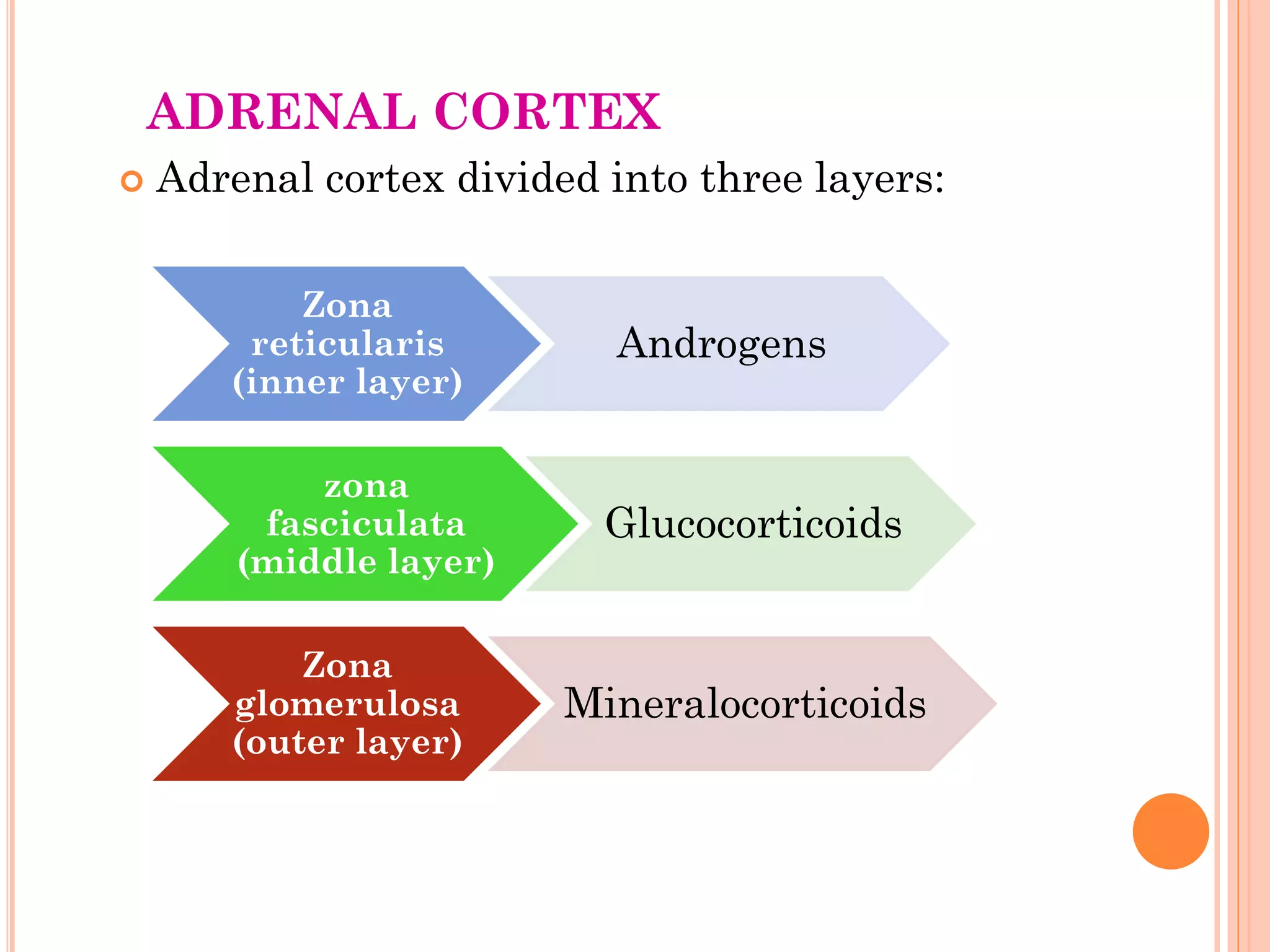 ADRENAL CORTEX
 Adrenal cortex divided into three layers:
Zona
reticularis
(inner layer)
Androgens
zona
fasciculata
(middle layer)
Glucocorticoids
Zona
glomerulosa
(outer layer)
Mineralocorticoids
 