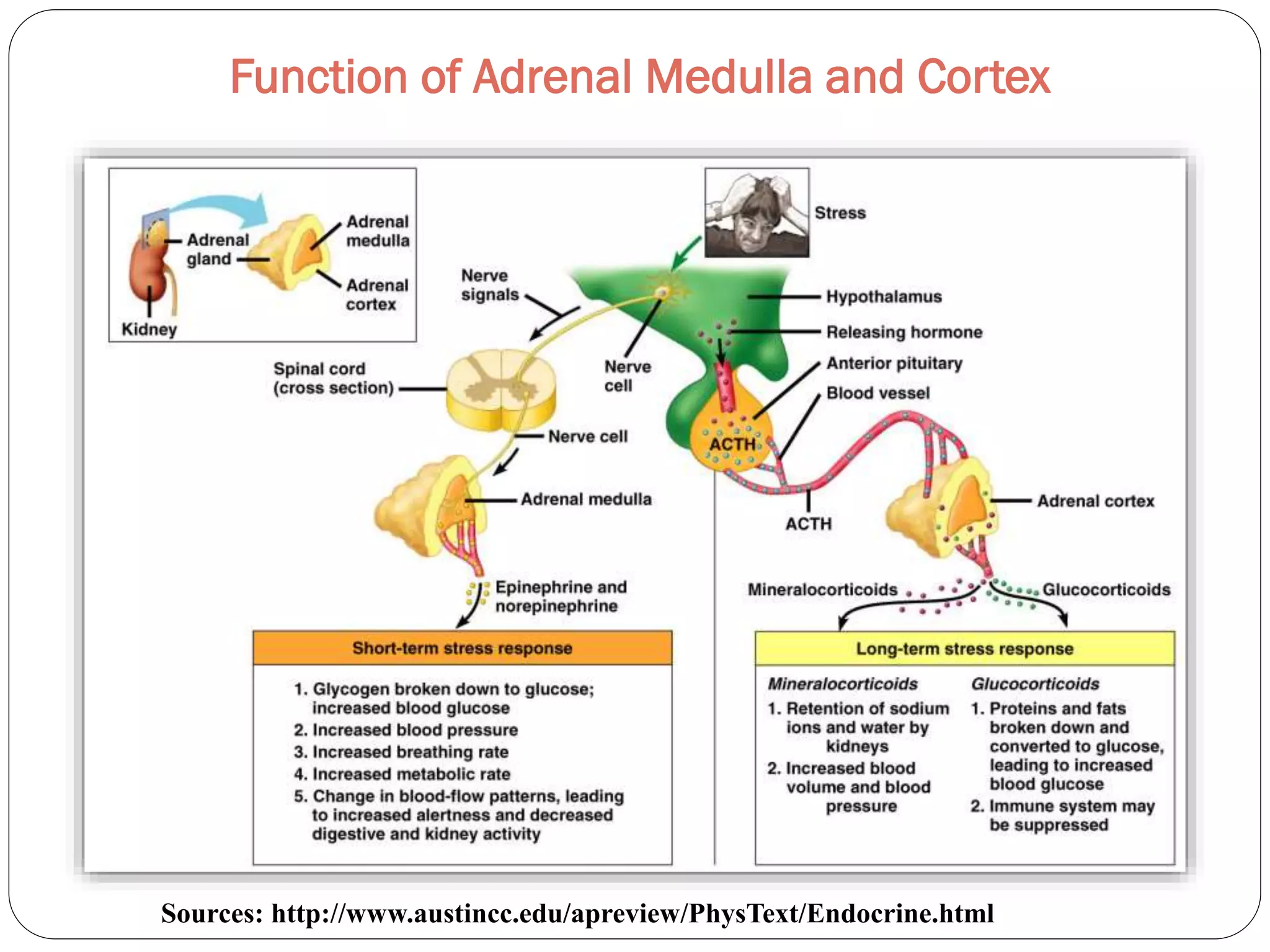 Function of Adrenal Medulla and Cortex
Sources: http://www.austincc.edu/apreview/PhysText/Endocrine.html
 