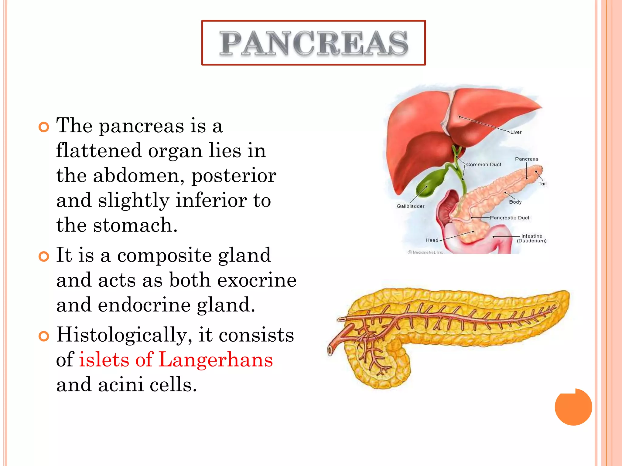  The pancreas is a
flattened organ lies in
the abdomen, posterior
and slightly inferior to
the stomach.
 It is a composite gland
and acts as both exocrine
and endocrine gland.
 Histologically, it consists
of islets of Langerhans
and acini cells.
 