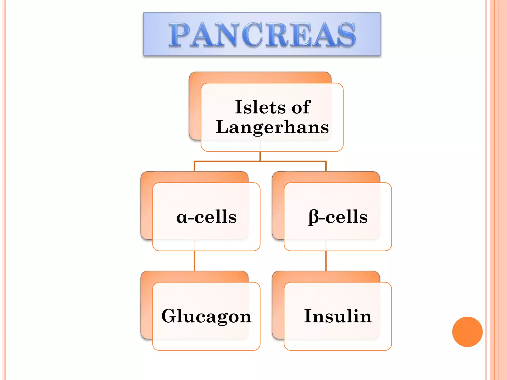 Islets of
Langerhans
α-cells
Glucagon
β-cells
Insulin
 