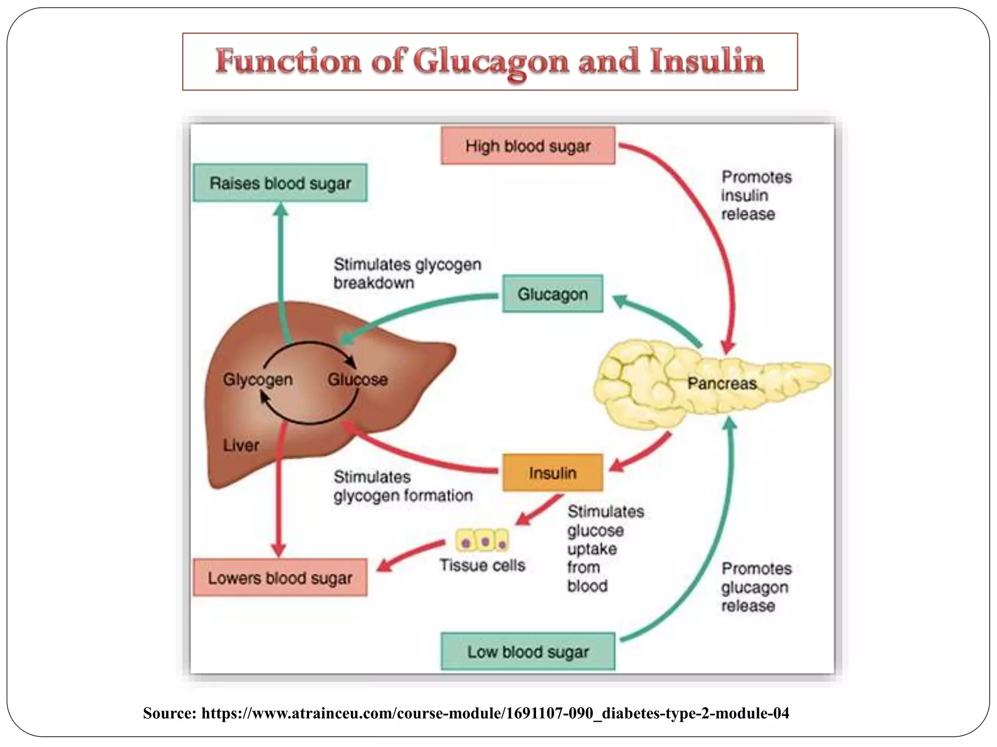 Source: https://www.atrainceu.com/course-module/1691107-090_diabetes-type-2-module-04
 