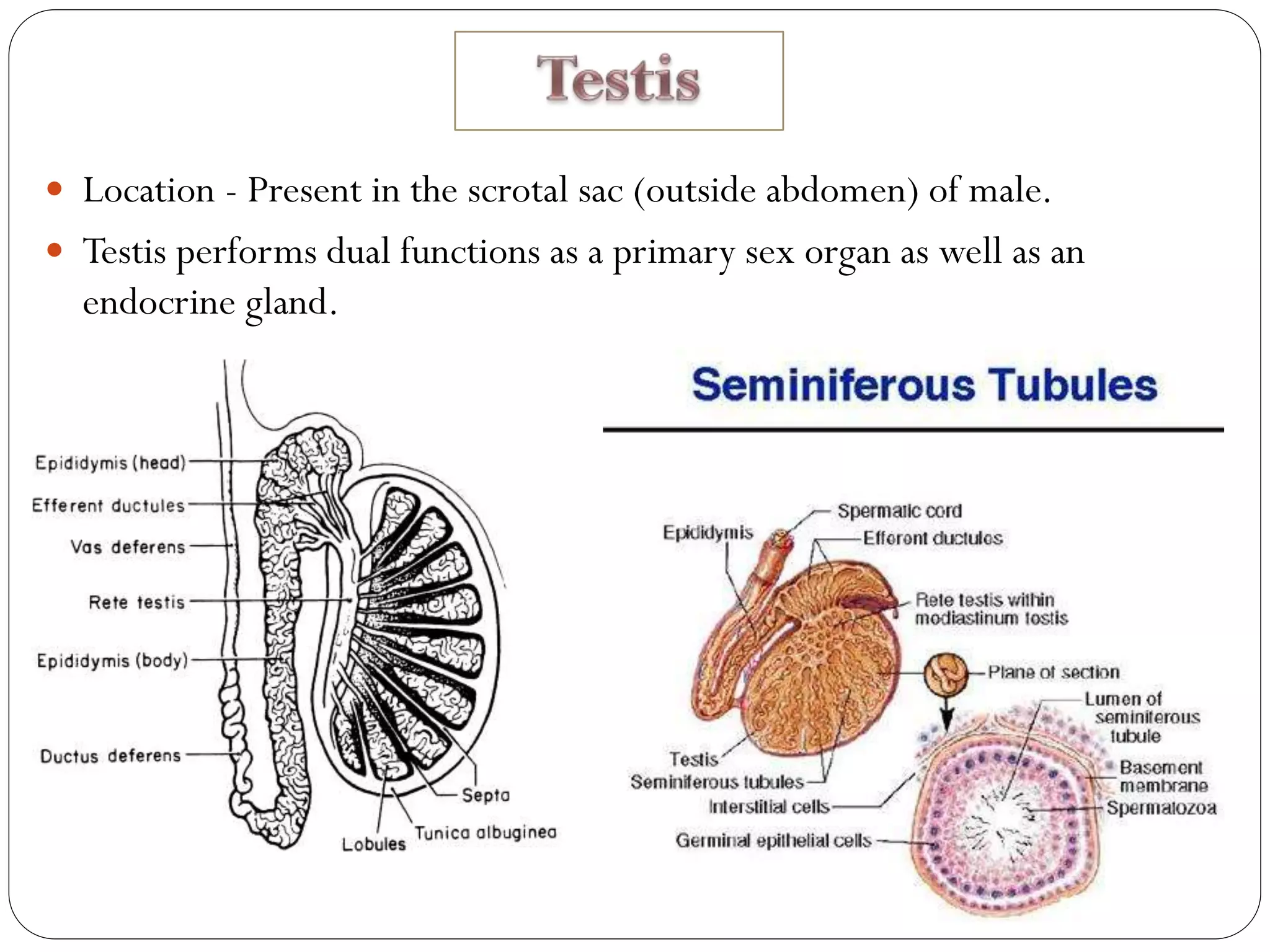 Location - Present in the scrotal sac (outside abdomen) of male.
 Testis performs dual functions as a primary sex organ as well as an
endocrine gland.
 