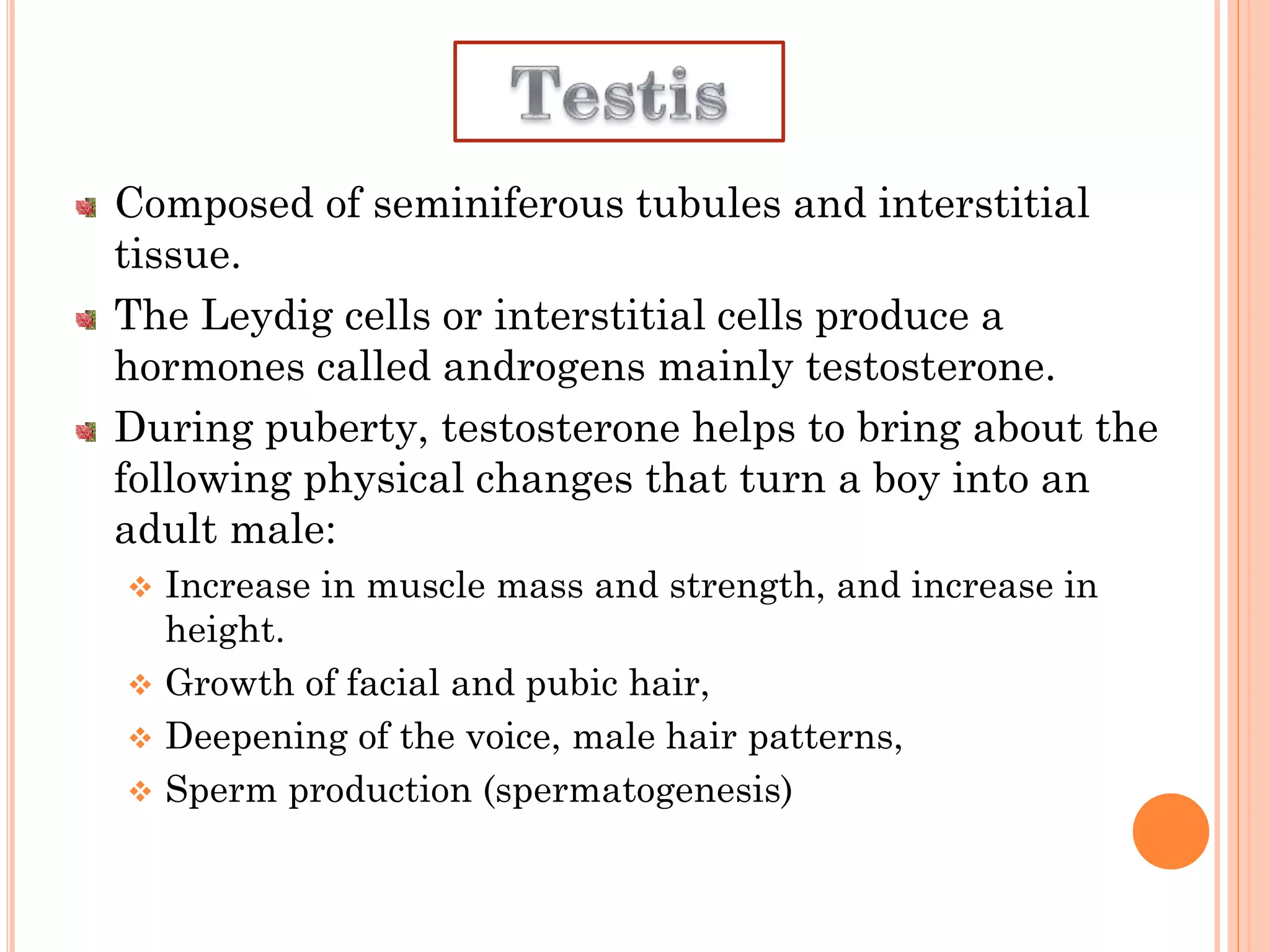 Composed of seminiferous tubules and interstitial
tissue.
The Leydig cells or interstitial cells produce a
hormones called androgens mainly testosterone.
During puberty, testosterone helps to bring about the
following physical changes that turn a boy into an
adult male:
 Increase in muscle mass and strength, and increase in
height.
 Growth of facial and pubic hair,
 Deepening of the voice, male hair patterns,
 Sperm production (spermatogenesis)
 