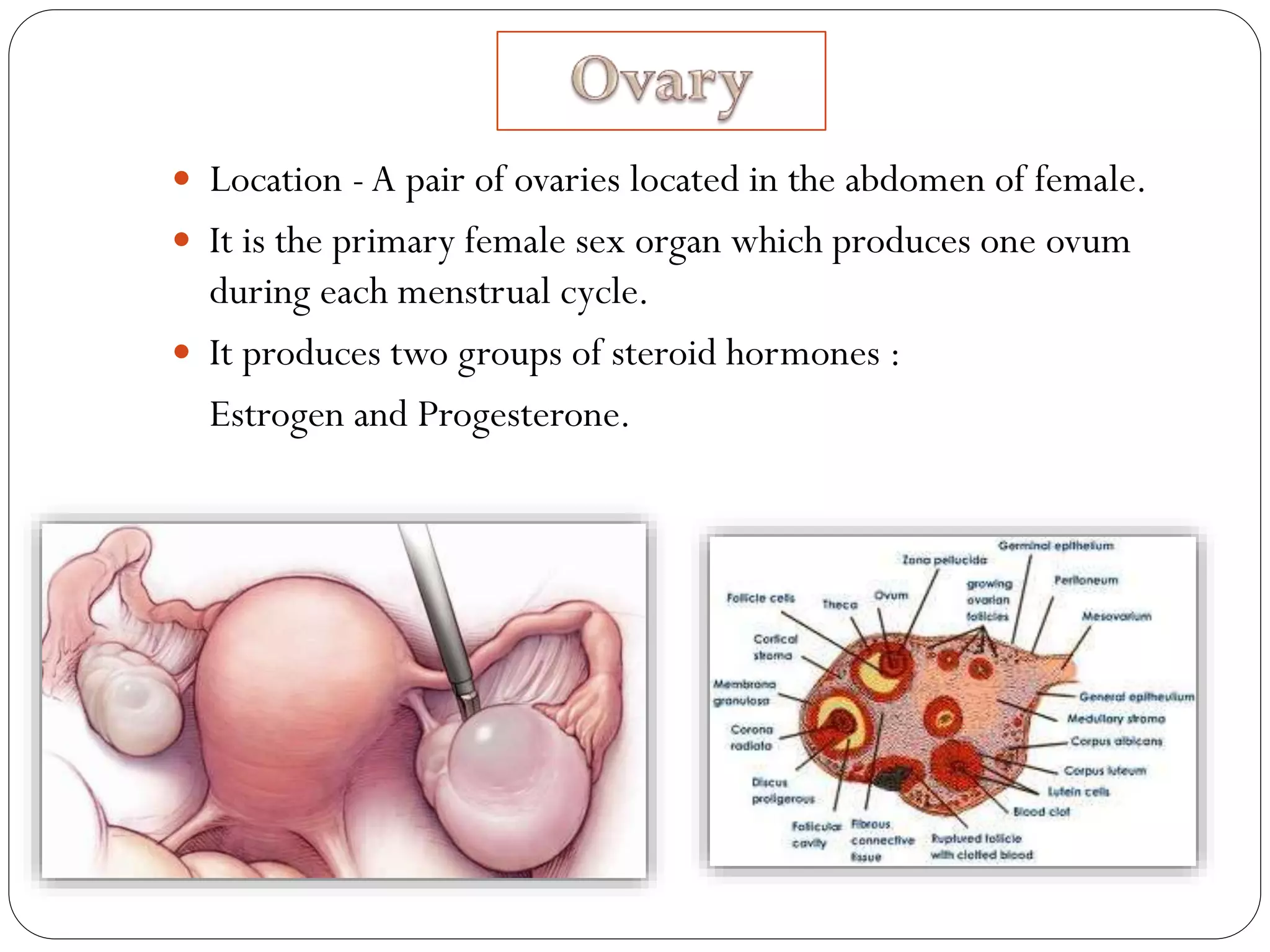  Location -A pair of ovaries located in the abdomen of female.
 It is the primary female sex organ which produces one ovum
during each menstrual cycle.
 It produces two groups of steroid hormones :
Estrogen and Progesterone.
 