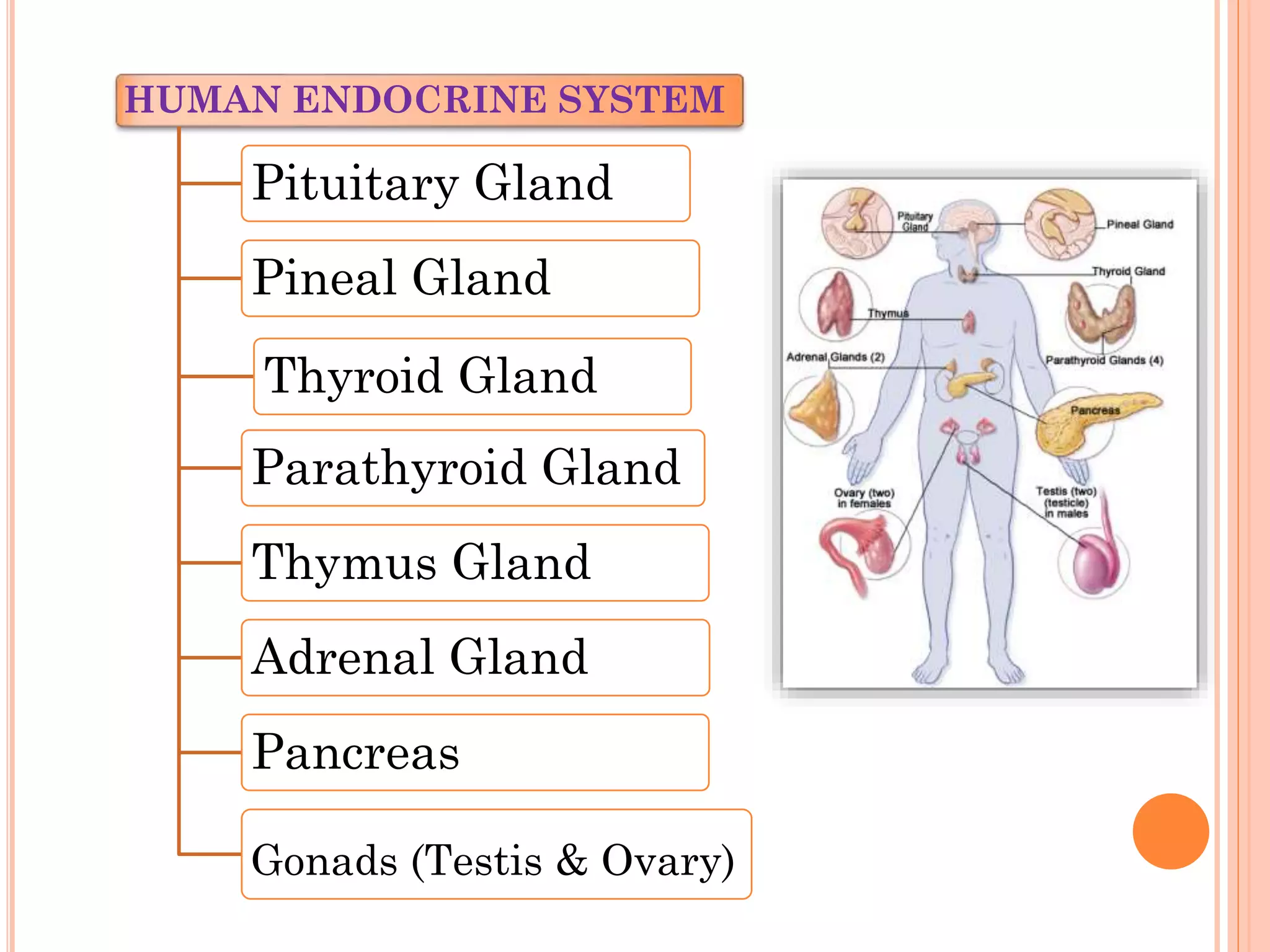 HUMAN ENDOCRINE SYSTEM
Pituitary Gland
Pineal Gland
Thyroid Gland
Parathyroid Gland
Thymus Gland
Adrenal Gland
Pancreas
Gonads (Testis & Ovary)
 