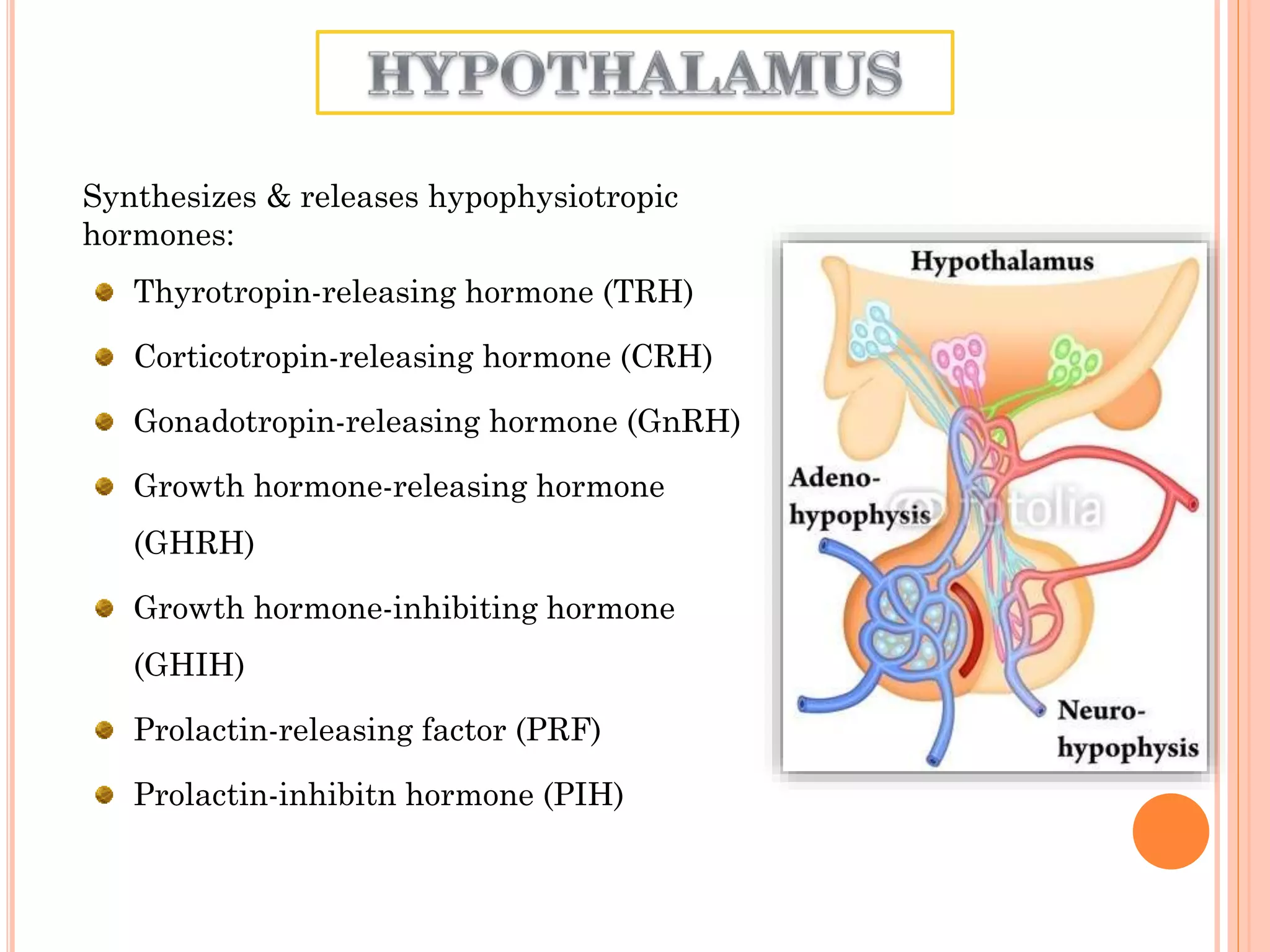Synthesizes & releases hypophysiotropic
hormones:
Thyrotropin-releasing hormone (TRH)
Corticotropin-releasing hormone (CRH)
Gonadotropin-releasing hormone (GnRH)
Growth hormone-releasing hormone
(GHRH)
Growth hormone-inhibiting hormone
(GHIH)
Prolactin-releasing factor (PRF)
Prolactin-inhibitn hormone (PIH)
 