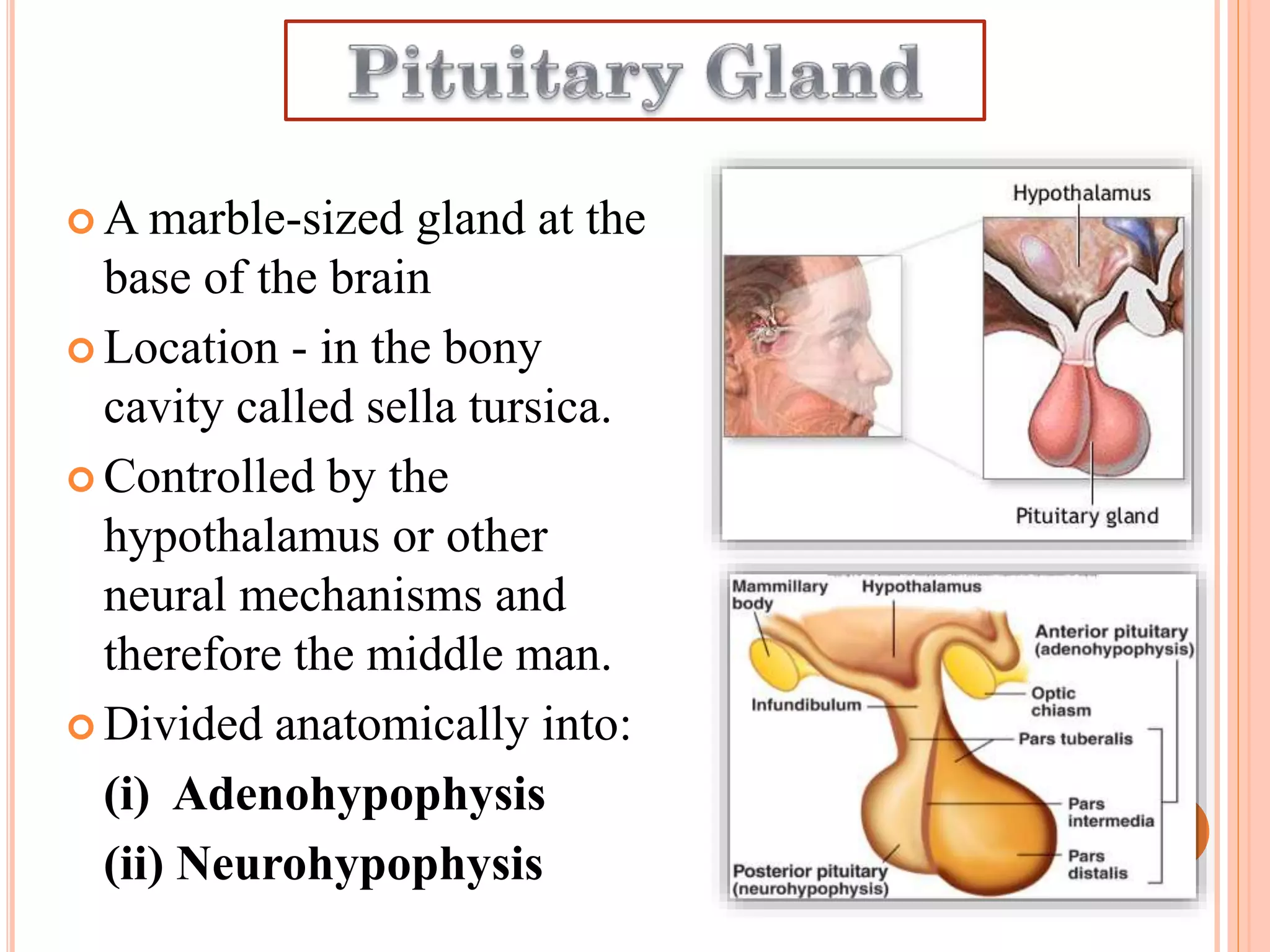  A marble-sized gland at the
base of the brain
 Location - in the bony
cavity called sella tursica.
 Controlled by the
hypothalamus or other
neural mechanisms and
therefore the middle man.
 Divided anatomically into:
(i) Adenohypophysis
(ii) Neurohypophysis
 
