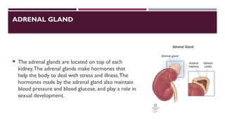 ADRENAL GLAND
 The adrenal glands are located on top of each
kidney.The adrenal glands make hormones that
help the body to deal with stress and illness.The
hormones made by the adrenal gland also maintain
blood pressure and blood glucose, and play a role in
sexual development.
 