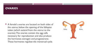 OVARIES
 A female's ovaries are located on both sides of
the uterus, below the opening of the fallopian
tubes (which extend from the uterus to the
ovaries).The ovaries contain the egg cells
necessary for reproduction and also produce
the hormones estrogen and progesterone.
These hormones regulate the menstrual cycle.
 