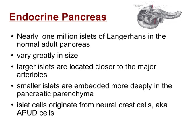 Endocrine Tumors Of The Pancreas | PPT