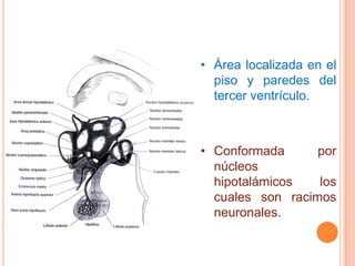 • Área localizada en el
  piso y paredes del
  tercer ventrículo.



• Conformada      por
  núcleos
  hipotalámicos   los
  cuales son racimos
  neuronales.
 