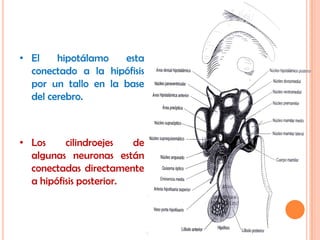 • El    hipotálamo   esta
  conectado a la hipófisis
  por un tallo en la base
  del cerebro.



• Los     cilindroejes   de
  algunas neuronas están
  conectadas directamente
  a hipófisis posterior.
 