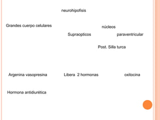 neurohipofisis


Grandes cuerpo celulares                        núcleos
                              Supraopticos                paraventricular


                                             Post. Silla turca




 Argenina vasopresina       Libera 2 hormonas                 oxitocina



Hormona antidiurética
 
