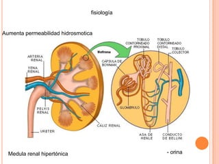 fisiología


Aumenta permeabilidad hidrosmotica




  Medula renal hipertónica                    - orina
 