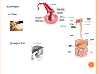 aumentado


 contrae




  glucogenolisis
 
