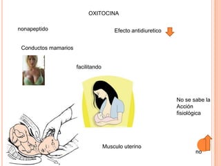 OXITOCINA

nonapeptido                             Efecto antidiuretico


 Conductos mamarios


                      facilitando




                                                               No se sabe la
                                                               Acción
                                                               fisiológica




                                    Musculo uterino
                                                                      no
 
