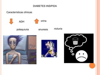 DIABETES INSIPIDA

Características clínicas


           ADH                  orina


         polaquiuria          enuresis    nicturia
 
