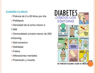 CUADRO CLINICO
   Poliuria de 2 a 20 litros por día
   Polidipsia
   Densidad de la orina menor a
   1.006
   Osmoralidad urinaria menor de 200
   mOsm/kg
   Sed excesiva
   Debilidad
   Fiebre
   Alteraciones mentales
   Postración y muerte
 