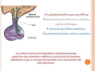 La glándula hipófisis pesa unos 600 mg
                               Se encuentra en la silla turca, en situación
                                          ventral al diafragma;
                                   Consta de dos lóbulos anatómica y
                              funcionalmente distintos, anterior y posterior




    Las células nerviosas del hipotálamo sintetizan hormonas
 específicas que estimulan o inhiben la secreción de las hormonas
hipofisarias y que se secretan directamente a los vasos portales del
                          tallo hipofisario.
 