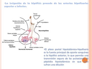 •La irrigación de la hipófisis procede de las arterias hipofisarias
superior e inferior.




                               •El plexo portal hipotalámico-hipofisario
                               es la fuente principal de aporte sanguíneo
                               a la hipófisis anterior, lo que permite una
                               transmisión segura de las pulsaciones de
                               péptidos hipotalámicos sin que éstos
                               sufran una dilución
 