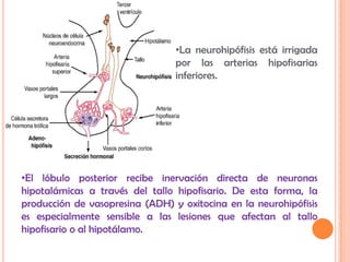 •La neurohipófisis está irrigada
                                 por las arterias hipofisarias
                                 inferiores.




•El lóbulo posterior recibe inervación directa de neuronas
hipotalámicas a través del tallo hipofisario. De esta forma, la
producción de vasopresina (ADH) y oxitocina en la neurohipófisis
es especialmente sensible a las lesiones que afectan al tallo
hipofisario o al hipotálamo.
 