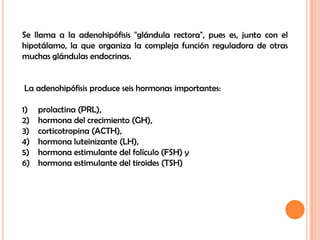 Se llama a la adenohipófisis "glándula rectora", pues es, junto con el
hipotálamo, la que organiza la compleja función reguladora de otras
muchas glándulas endocrinas.


La adenohipófisis produce seis hormonas importantes:

1)   prolactina (PRL),
2)   hormona del crecimiento (GH),
3)   corticotropina (ACTH),
4)   hormona luteinizante (LH),
5)   hormona estimulante del folículo (FSH) y
6)   hormona estimulante del tiroides (TSH)
 