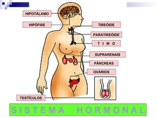 S I S T E M A  H O R M O N A L HIPÓFISE TIREÓIDE TESTÍCULOS PARATIREÓIDE T  I  M  O PÂNCREAS OVÁRIOS HIPOTÁLAMO SUPRARENAIS 