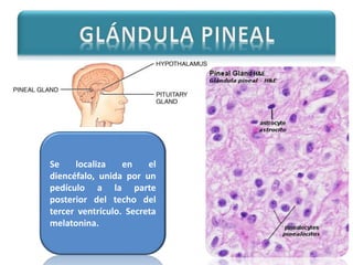 Se localiza en el 
diencéfalo, unida por un 
pedículo a la parte 
posterior del techo del 
tercer ventrículo. Secreta 
melatonina. 
 
