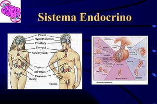 Sistema EndocrinoSistema Endocrino
 
