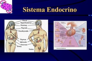 Sistema Endocrino
Sistema Endocrino
 