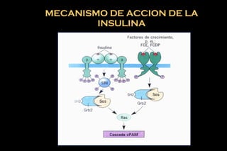 MECANISMO DE ACCION DE LA INSULINA 