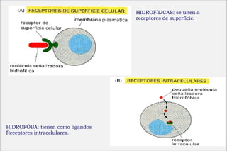 HIDROFÍLICAS: se unen a  receptores de superficie. HIDROFÓBA: tienen como ligandos  Receptores intracelulares. 