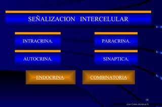 SEÑALIZACION  INTERCELULAR INTRACRINA. AUTOCRINA. PARACRINA. ENDOCRINA . SINAPTICA. SEÑALIZACION  INTERCELULAR INTRACRINA. AUTOCRINA. PARACRINA. COMBINATORIA SINAPTICA. Juan Carlos Munévar N 