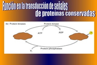 Función en la transducción de señales  de proteínas conservadas 