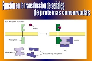 Función en la transducción de señales  de proteínas conservadas 