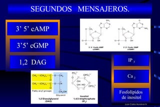 SEGUNDOS  MENSAJEROS. Juan Carlos Munévar N 3’5’ cGMP 1,2  DAG 3’ 5’ cAMP IP  3 Ca  2 Fosfolípidos  de inositol 