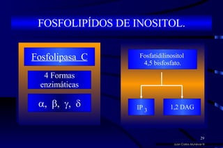 Juan Carlos Munévar N FOSFOLIPÍDOS DE INOSITOL. 4 Formas enzimáticas  ,   ,   ,   Fosfolipasa  C Fosfatidilinositol  4,5 bisfosfato. 1,2 DAG IP  3 