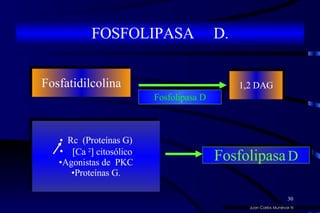 FOSFOLIPASA  D. Fosfatidilcolina 1,2 DAG Fosfolipasa D Rc  (Proteínas G)  Ca  2   citosólico Agonistas de  PKC Proteínas G. Fosfolipasa   D Juan Carlos Munévar N 