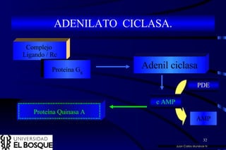 Juan Carlos Munévar N ADENILATO  CICLASA. Complejo  Ligando / Rc Proteína G s Adenil ciclasa c AMP Proteína Quinasa A PDE AMP 
