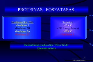 PROTEINAS  FOSFATASAS. Fosfatasas Ser / Tre: Fosfatasa 1 Fosfatasa 2B Fosfatasa 2A Fosfatasa 2C Sustratos : P.K C PK A (reguladora ) P.K C Inhibidor 1. Desfosforilan residuos Ser / Tre o Tir de  Quinasas activas Juan Carlos Munévar N 