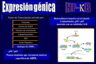 Factor de Transcripción activado por: Citocinas Factores de crecimiento Esteres de forbol Lipopolisacáridos TNF Ácido Okadaico 