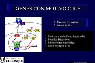 GENES CON MOTIVO C.R.E. 1. Enzimas metabolismo intermedio 2. Péptidos Bioactivos. 3. Fibronectina plasmática. 4. Proto oncogen c-fos 1. Tiroxina hidroxilasa 2. Somatostatina Juan Carlos Munévar N 
