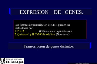 EXPRESION  DE  GENES. Los factores de transcripción C.R.E.B pueden ser  fosforilados por: 1. P.K.A  (Células  mesenquimatosas.) 2. Quinasas I y II Ca2/Calmodulina   (Neuronas.) Transcripción de genes distintos. Juan Carlos Munévar N 