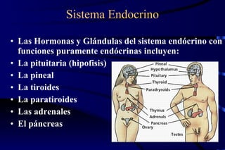 Sistema   Endocrino Las Hormonas y Glándulas del sistema endócrino con funciones puramente endócrinas incluyen:  La pituitaria (hipofisis)  La pineal  La tiroides  La paratiroides  Las adrenales El páncreas   