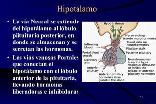 Hipotálamo La via Neural se extiende del hipotálamo al lóbulo piituitario posterior, en donde se almacenan y se secretan las hormonas.  Las vías venosas Portales que conectan el hipotálamo con el lóbulo anterior de la pituitaria, llevando hormonas liberadoras e inhibidoras 